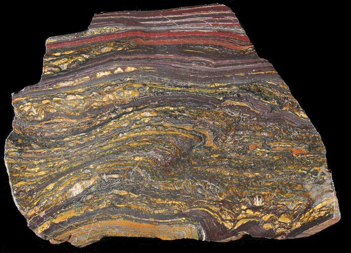 Polished Tiger Iron Stromatolite - ( Billion Years) #38919